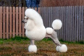 宠物狗各大种类图片大全集,宠物狗的种类和特点图片大全集