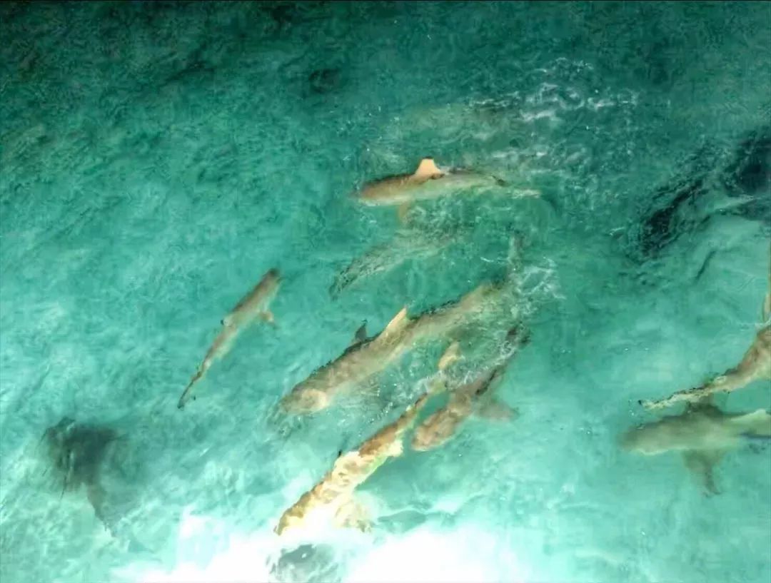 马尔代夫选岛攻略推荐,马尔代夫选岛