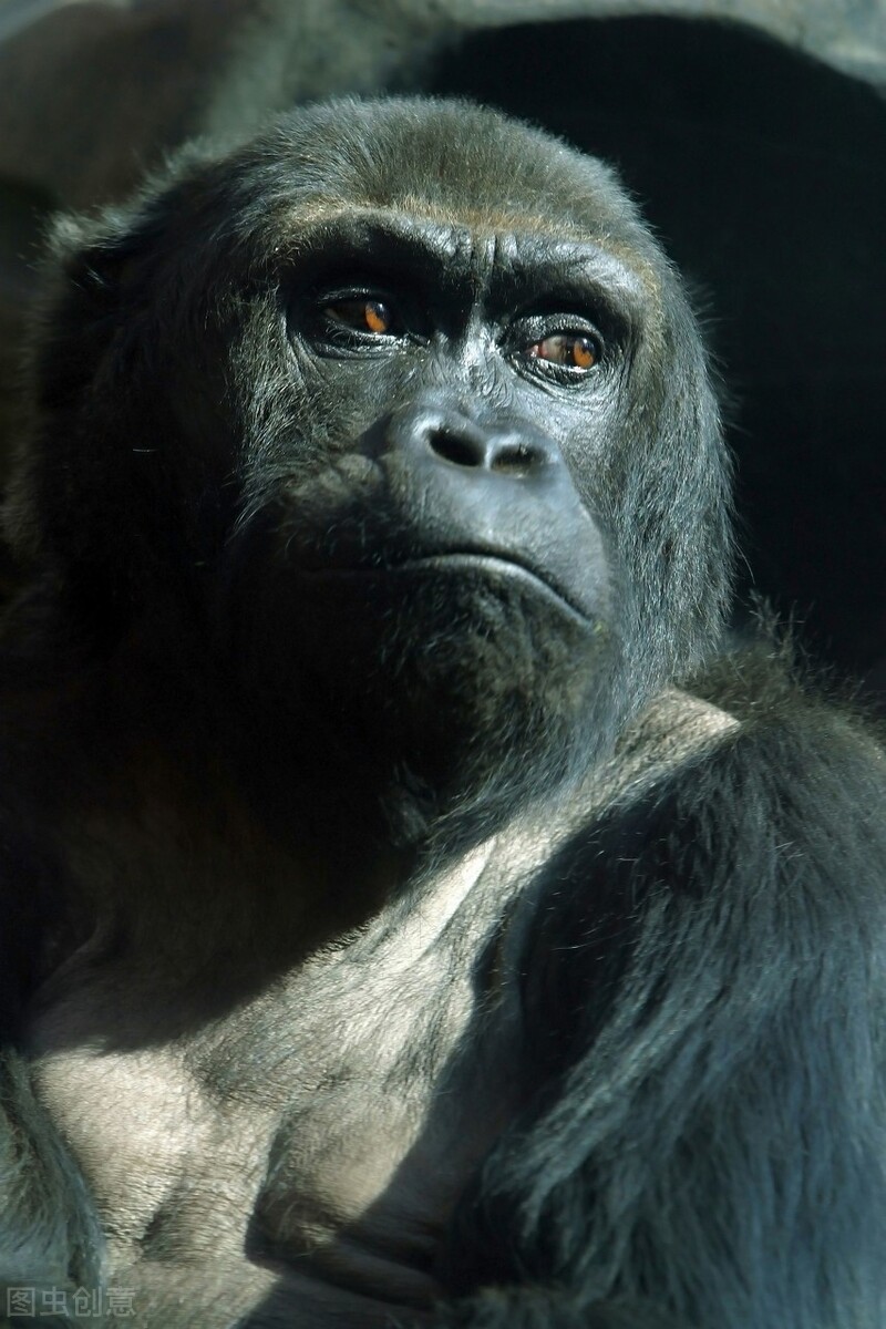 野人49.谁在乾坤山*窥偷**我？齐莽正感觉难受时山上滚下了石头