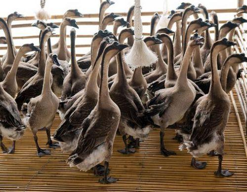 肉食鹅哪个品种好养,好养又耐活的鹅