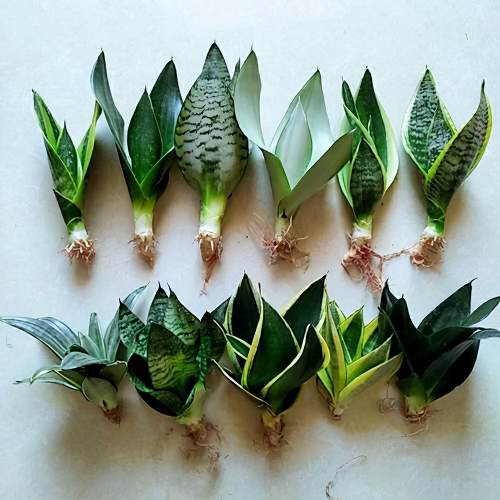 这“38种花”，当你开始收集品种时，你已入坑颇深