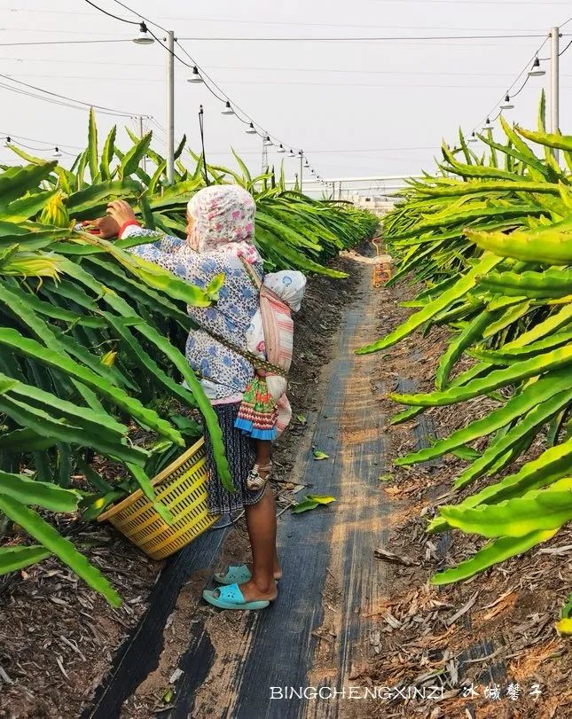 做把“村姑”，走进海南灯火灿烂的火龙果园