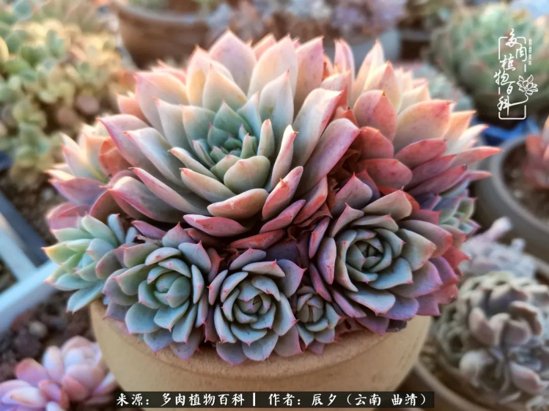 缂辩换鏃栨棊钁宠暏鐢熼,缂辩换鏃栨棊钁宠暏鐢熼鍑哄