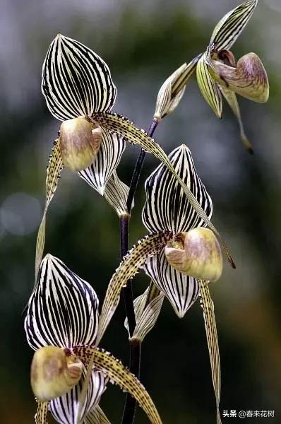 神奇的植物图片及介绍大全,十大最好的神奇植物