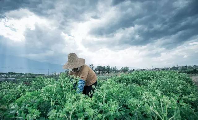 他在大理租下23个足球场大的地方，种菜、养牛、建农场日子过成诗