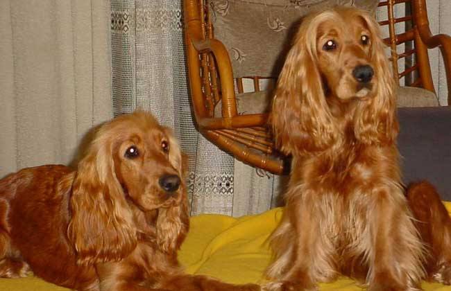 十大容易胖的狗排名,最容易胖成猪的几种狗