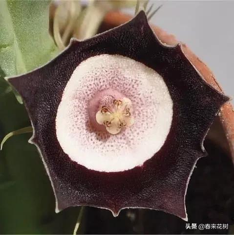 神奇的植物图片及介绍大全,十大最好的神奇植物