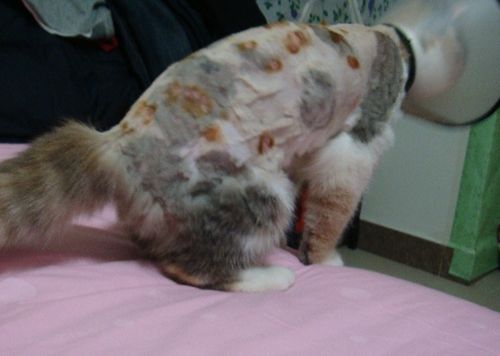 猫咪猫癣只使用伊来曲康管用吗,猫咪猫癣抹百多邦可以吗