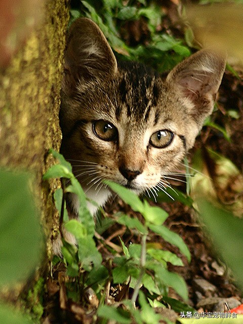 十大最受欢迎的宠物猫品种排行榜,常见的宠物猫的品种大全及图片