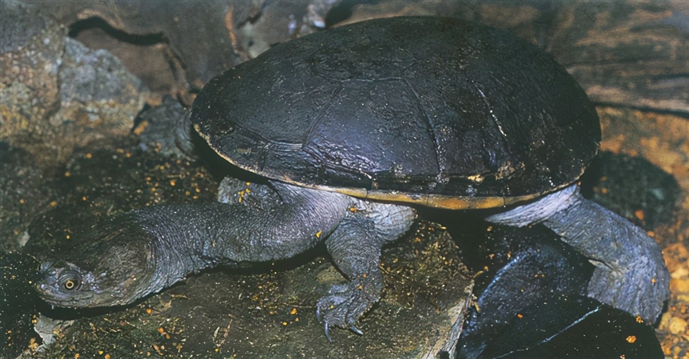 龟类大百科,大眼睛龟类