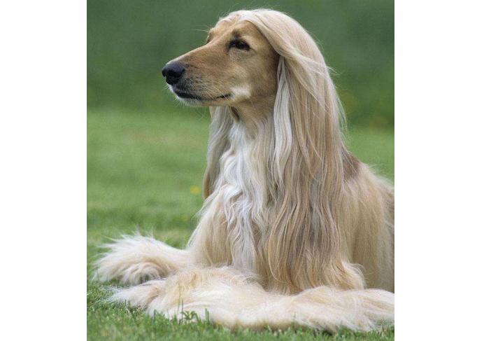 微笑天使萨摩耶的主人,微笑天使萨摩耶好养吗