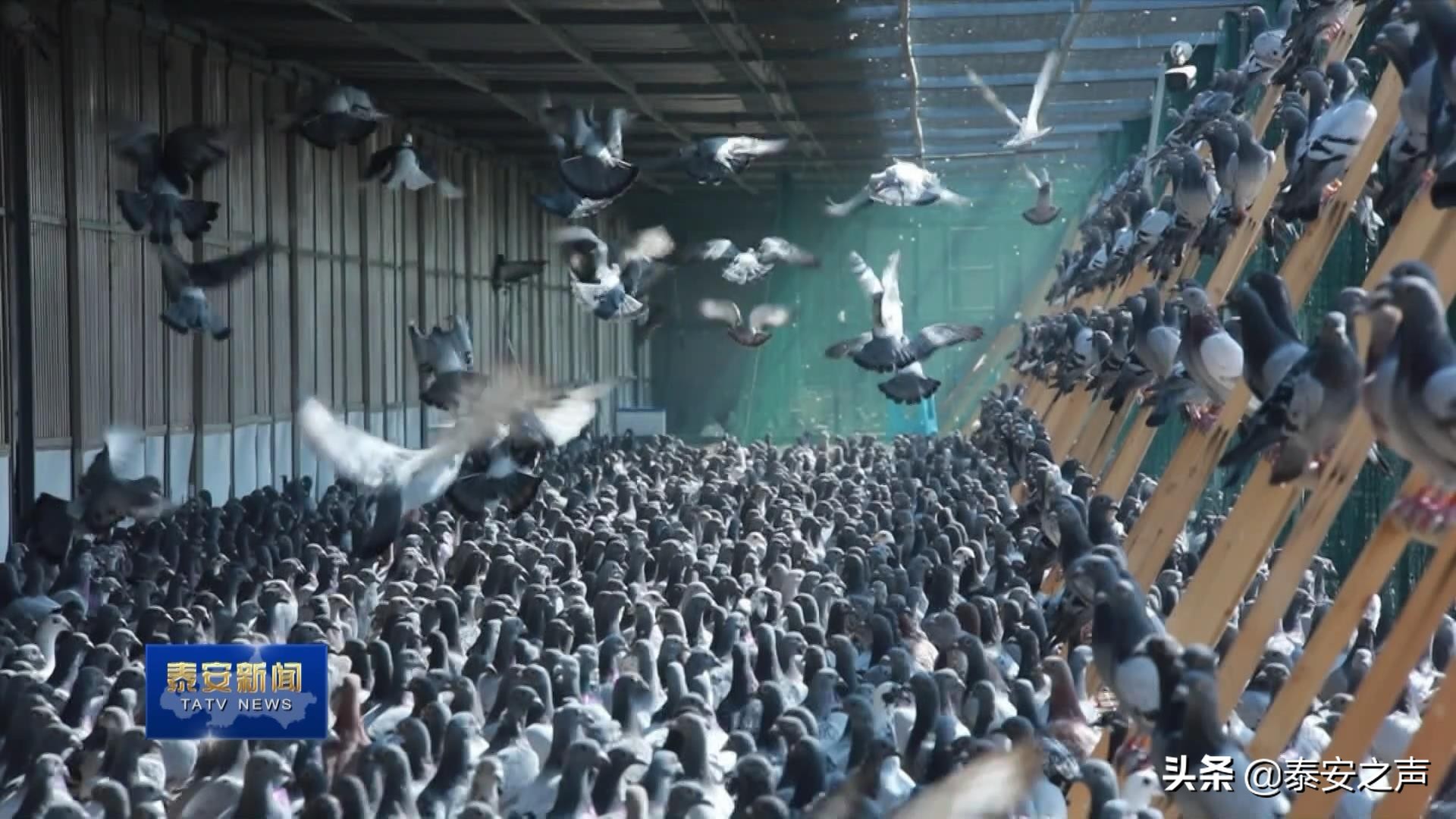 2020国际鸽联“洲际杯”国际公棚鸽王赛首家分站赛落户*安泰**