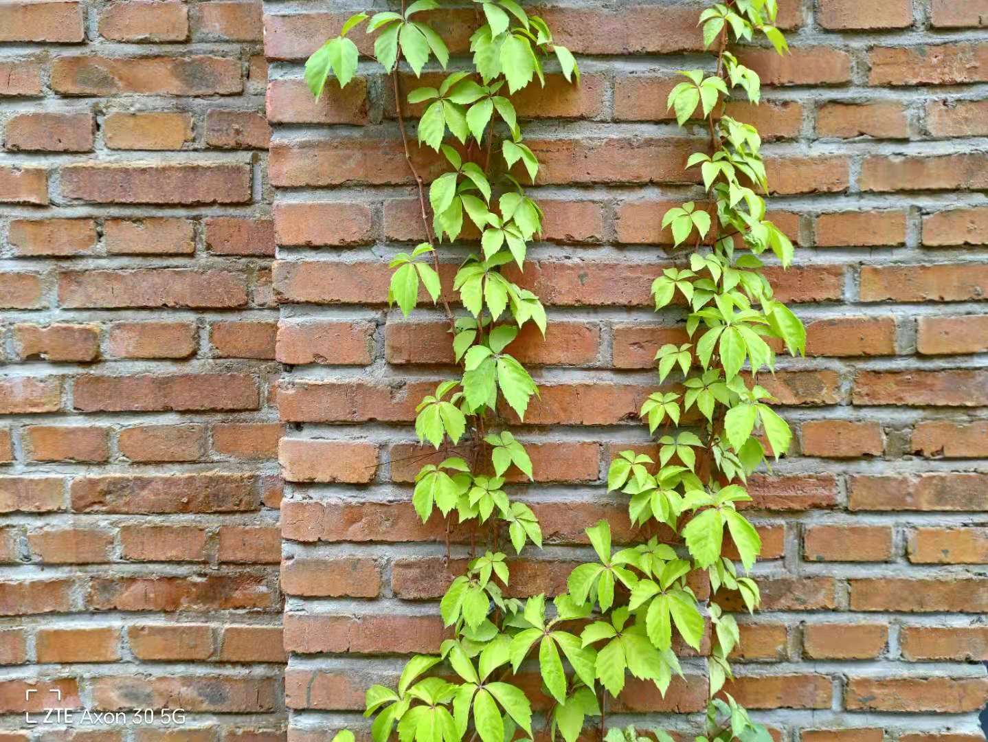 中兴axon305g评测,中兴axon305g屏下版值得买吗