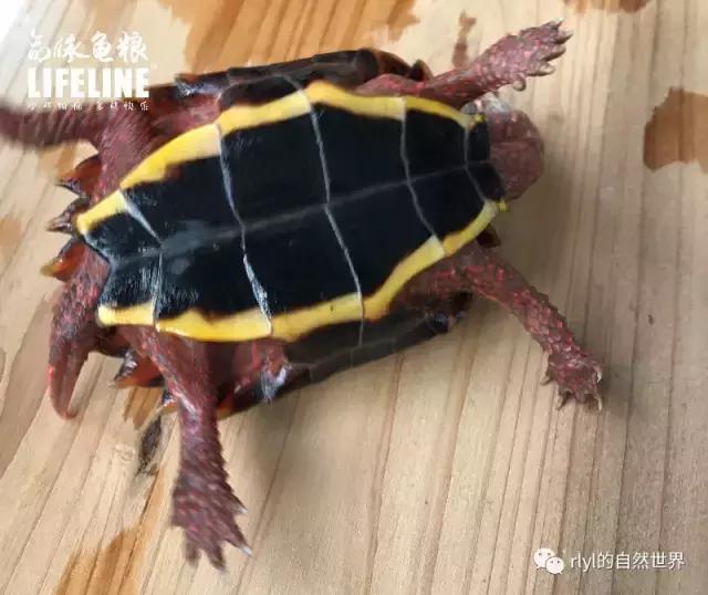 枫叶龟品种及图片大全,地龟和枫叶龟的区别