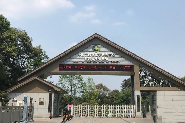 在四川哪里碰见熊猫几率比较大,成都市区出现野生熊猫