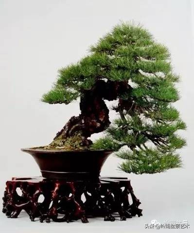 零基础云南黑松小型盆景教学视频,黑松盆景修剪后萌芽快还是放养快