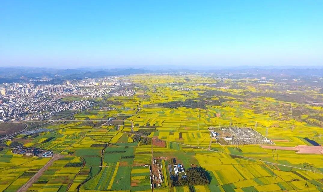赏油菜花攻略,寻找最美油菜花可去这十大景点