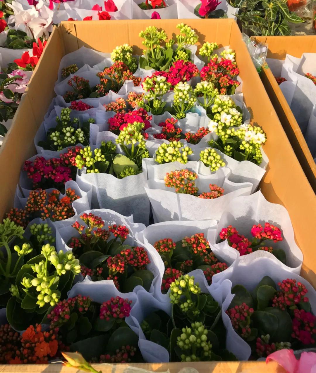 周边最便宜的大集在哪里,10元一两的大集