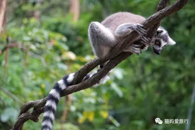 2天游玩广州长隆野生动物园攻略,广州长隆野生动物园步行游玩攻略