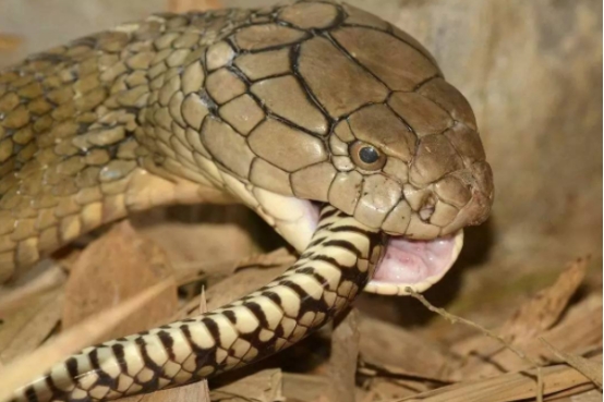 最毒的毒蛇能杀死一头大象,中国第一毒蛇有多强碾压眼镜蛇