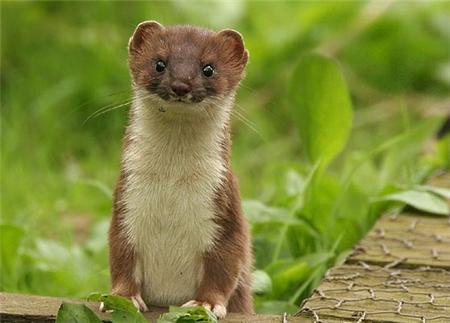 黄鼠狼是怎么攻击老鼠的,黄鼠狼怕什么怎么驱赶黄大仙