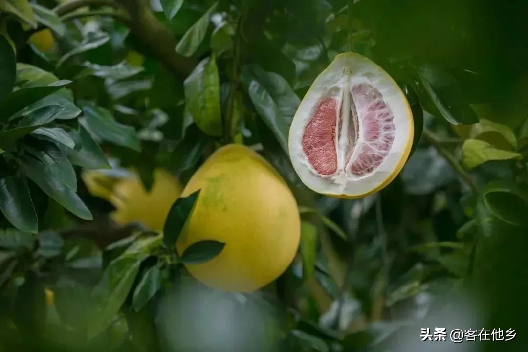 本港台播放过的动画,本港台曾经推出的纪录片