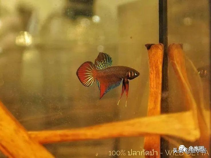 泰国斗鱼和中国斗鱼的杂交品种,中国斗鱼与泰国斗鱼哪个更厉害