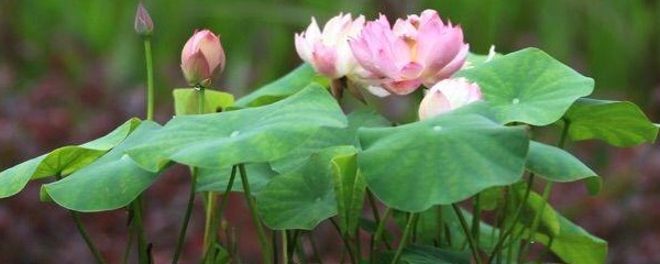 碗莲种子种植方法,碗莲水养种植方法