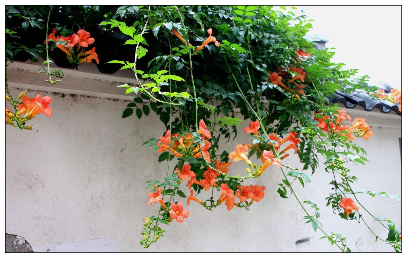 四季常开且有浓郁香味好养的花,适合懒人养的四季花一串红