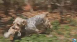 澳洲狗子吸毒,澳大利亚流浪狗