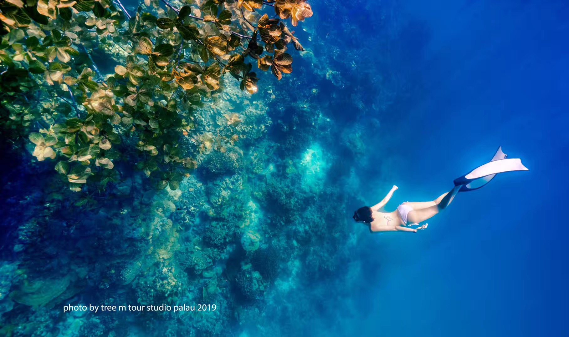 马尔代夫对比巴厘岛普吉岛帕劳,帕劳海滩自由潜水