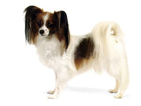 聪明的小宠物狗都有哪些品种,哪种宠物狗最聪明听话又好养