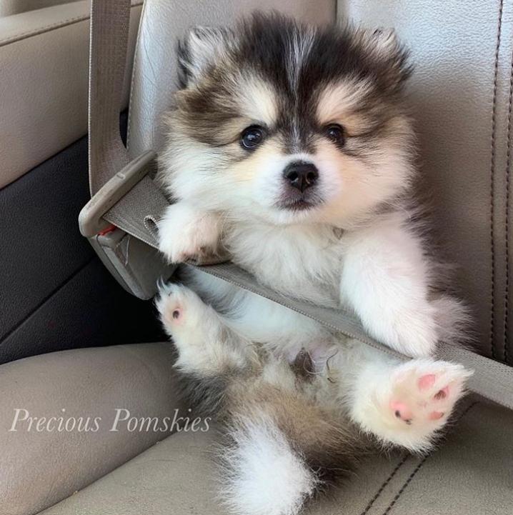 鐩樼偣鍚勪釜鐗瑰埆鐨勬潅浜や覆涓茬嫍,鍝簺瀹犵墿鐘覆涓茶捣鏉ユ洿濂界湅