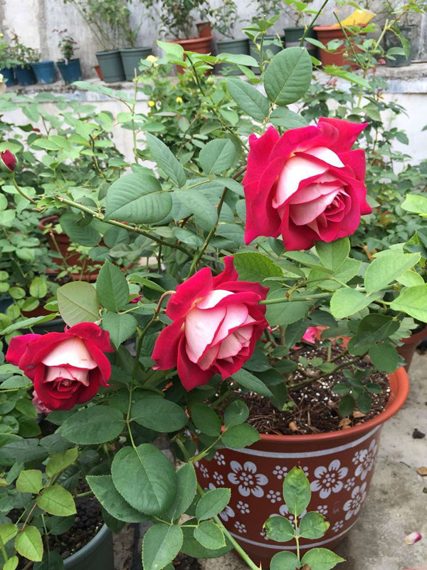 哪些盆栽月季花很香,推荐一款又香又好看的月季花