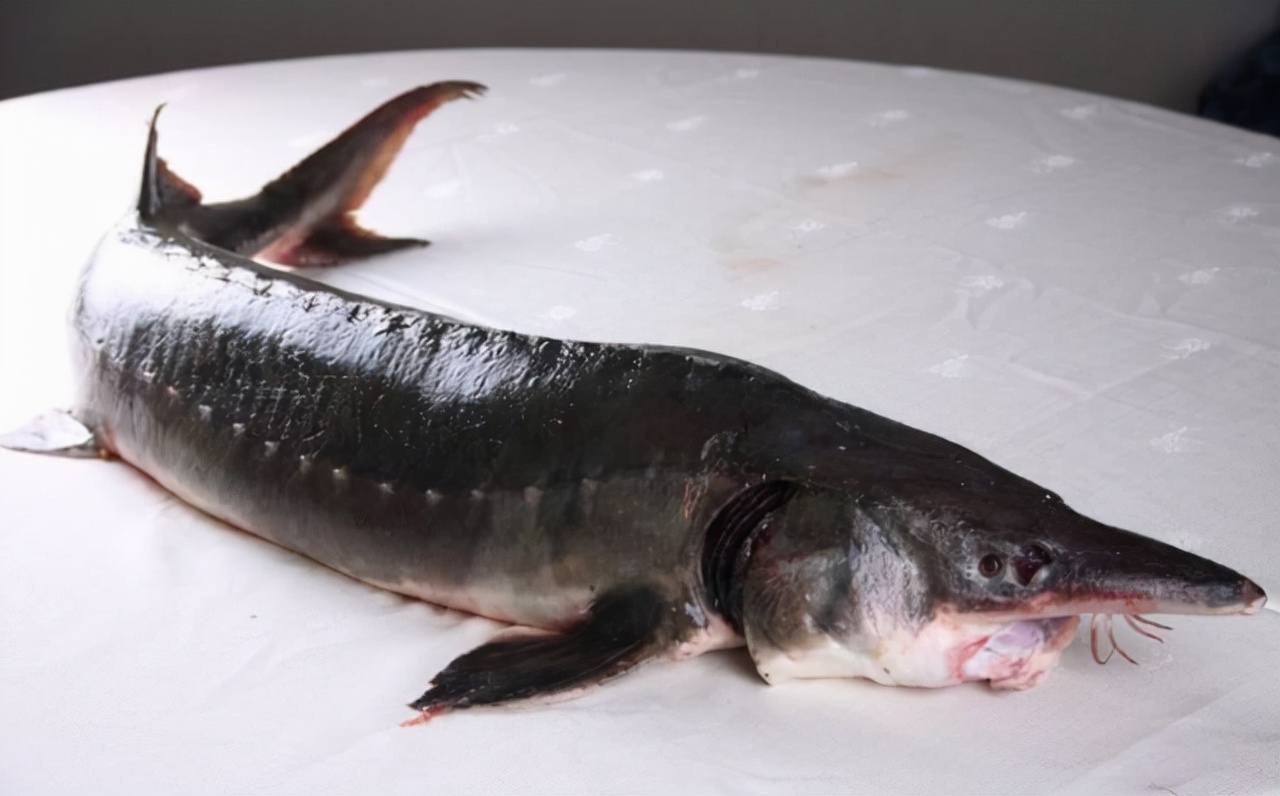 长江十年禁渔期过去了两年！江水中有何变化？再现三大罕见生物