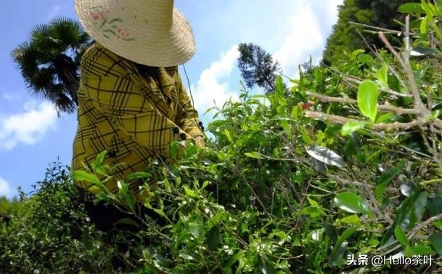 武夷名茶金骏眉红茶精品,福建名茶篇武夷红茶金骏眉