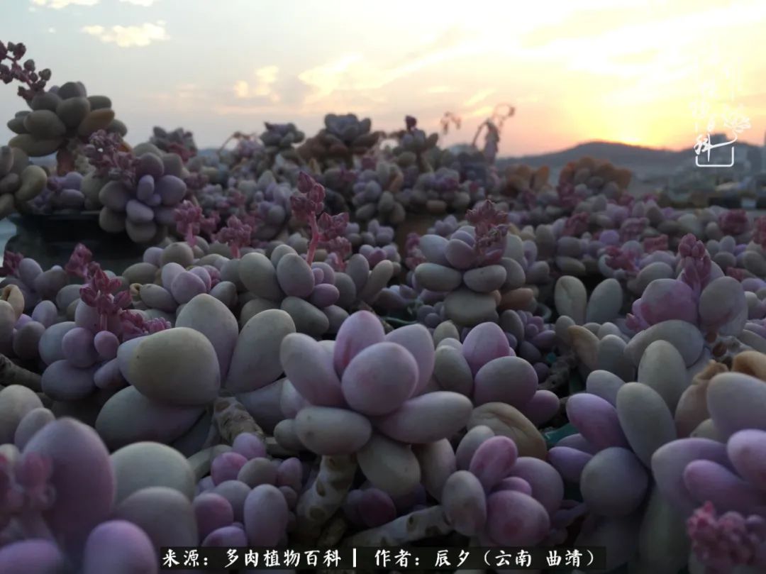 缂辩换鏃栨棊钁宠暏鐢熼,缂辩换鏃栨棊钁宠暏鐢熼鍑哄