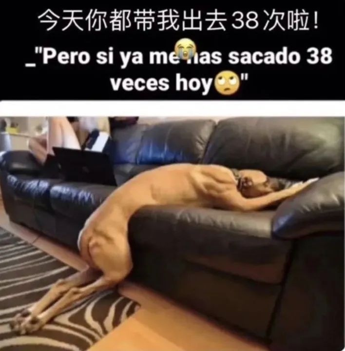 这些软硬不吃扮成狗也要出门浪的人，终于开始“StayHome”了