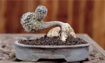 多肉大师手绘花盆,多肉顶级玩家