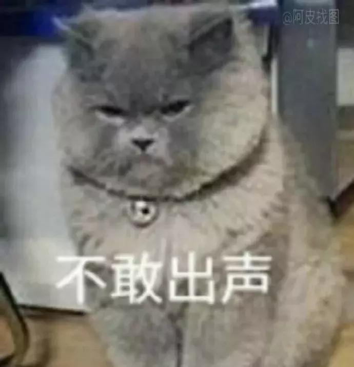 张钧甯戚薇,戚薇张钧甯