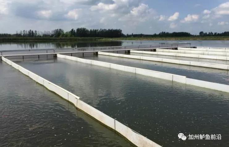 加州鲈亩产,加州鲈年亩产