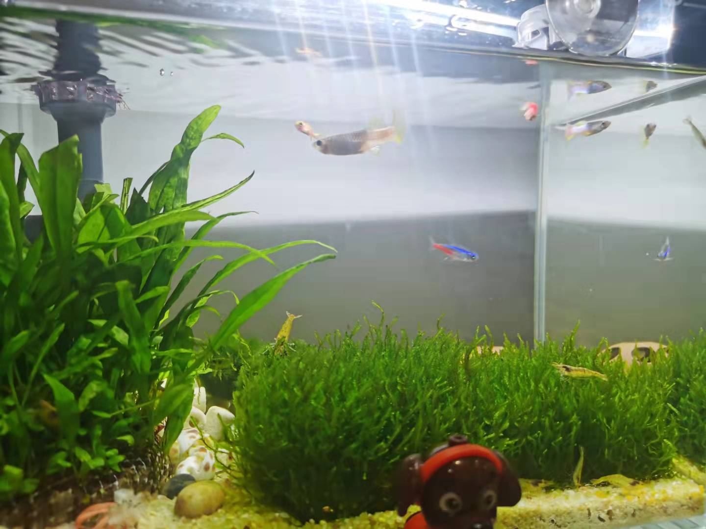 龟缸沼泽过滤养鱼制作方法,圆缸养鱼如何过滤