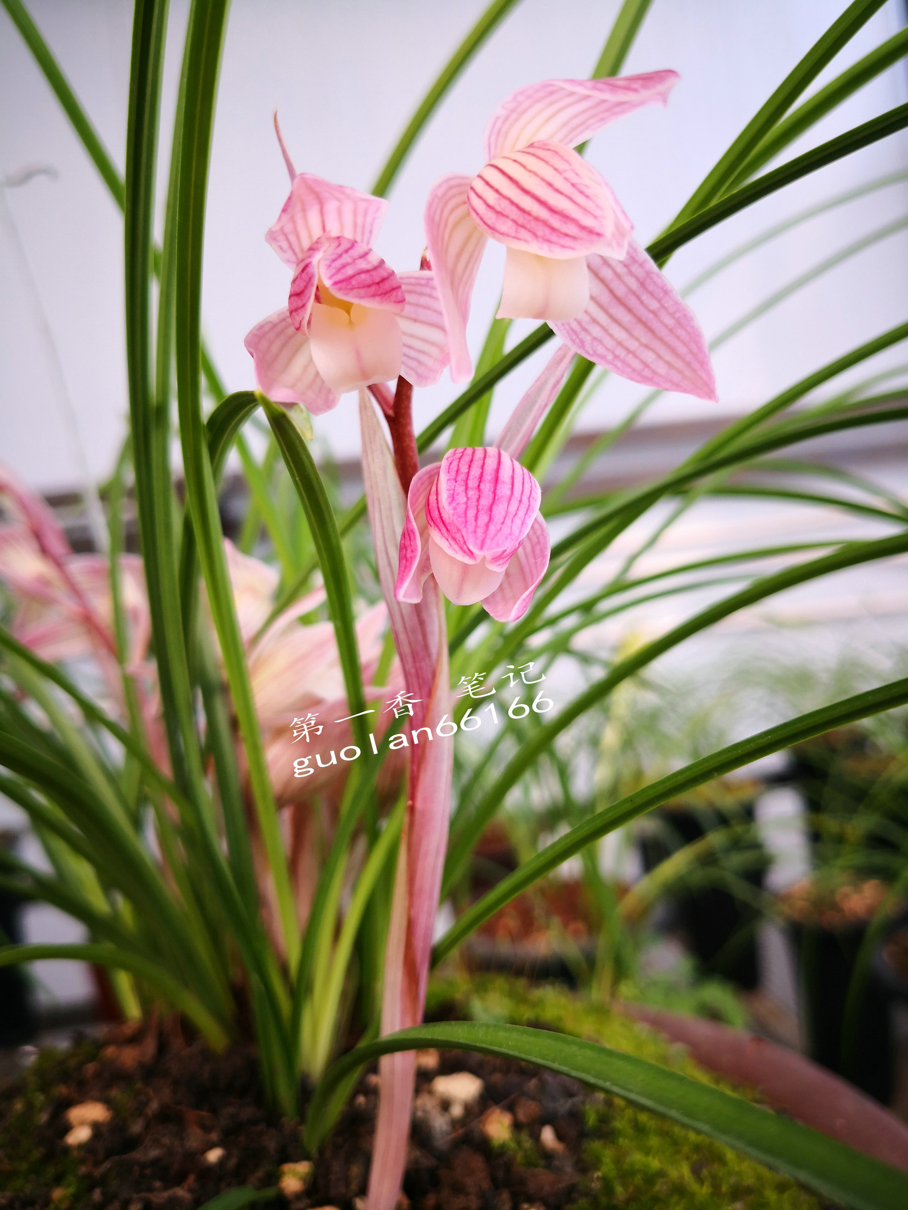 586：西南部兰市热火朝天-莲瓣兰大众化铭品交易量迅猛