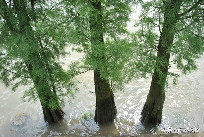 珠海竹洲水松林，意外发现的珠中江“SB”界碑，究竟作何解释？