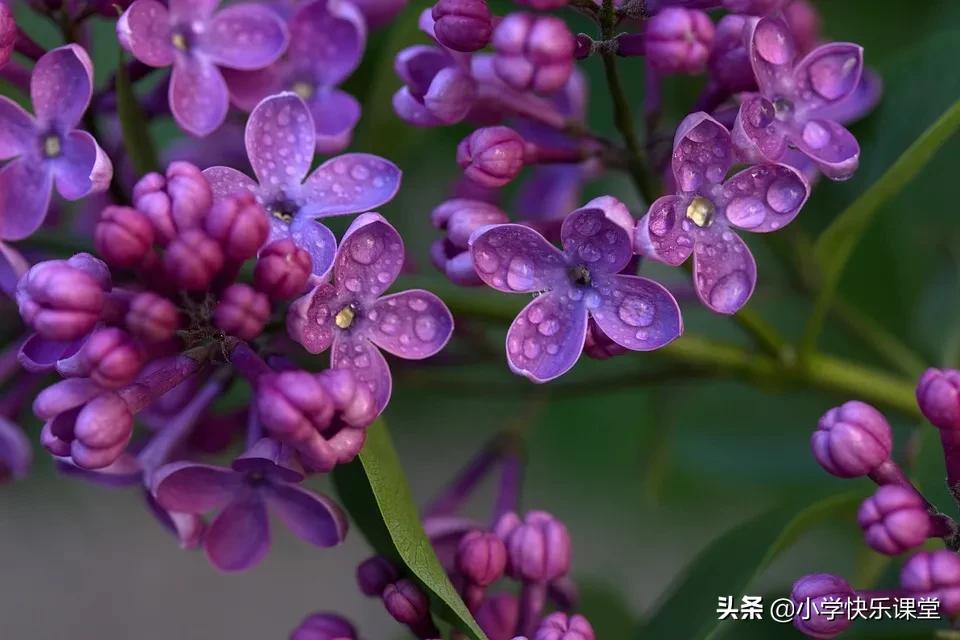 小学优美范文赏析,小学校园生活优秀作文