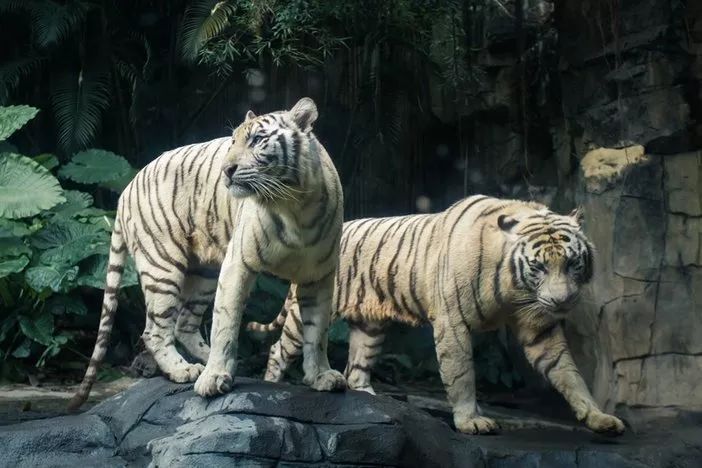 春节广州长隆野生动物世界攻略,广州长隆野生动物世界旅游攻略