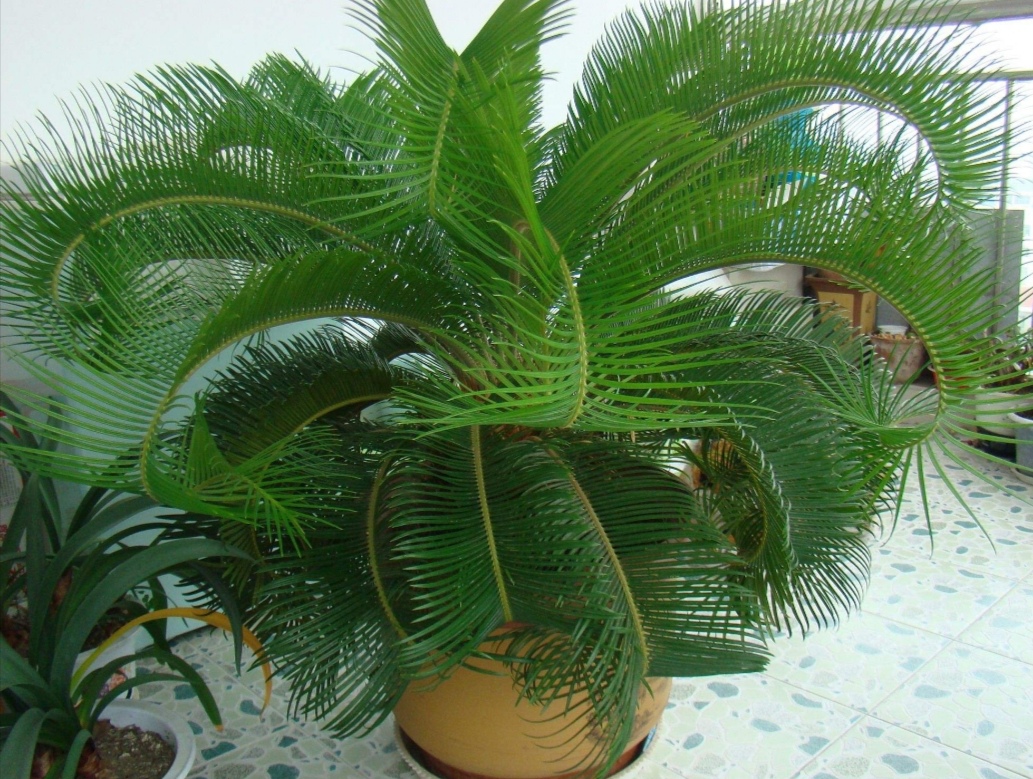 多头苏铁盆景图片大全欣赏,苏铁盆景养殖方法大全