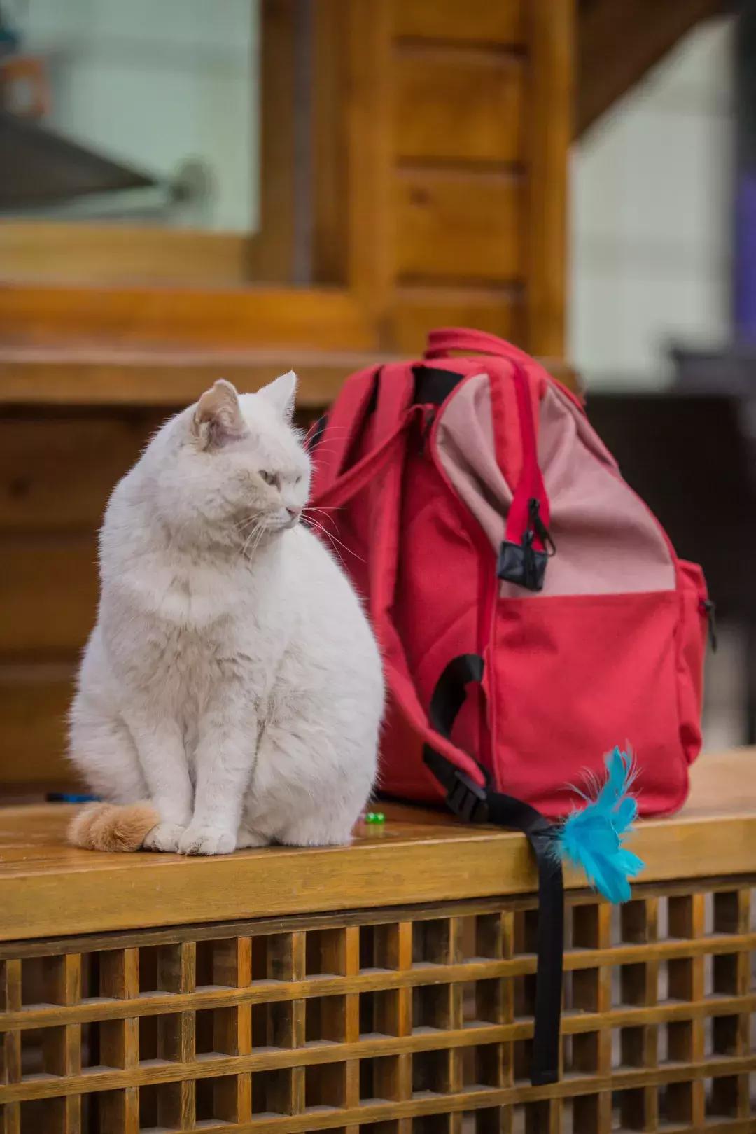 马未都给皇家带什么,马未都讲鸳鸯是什么