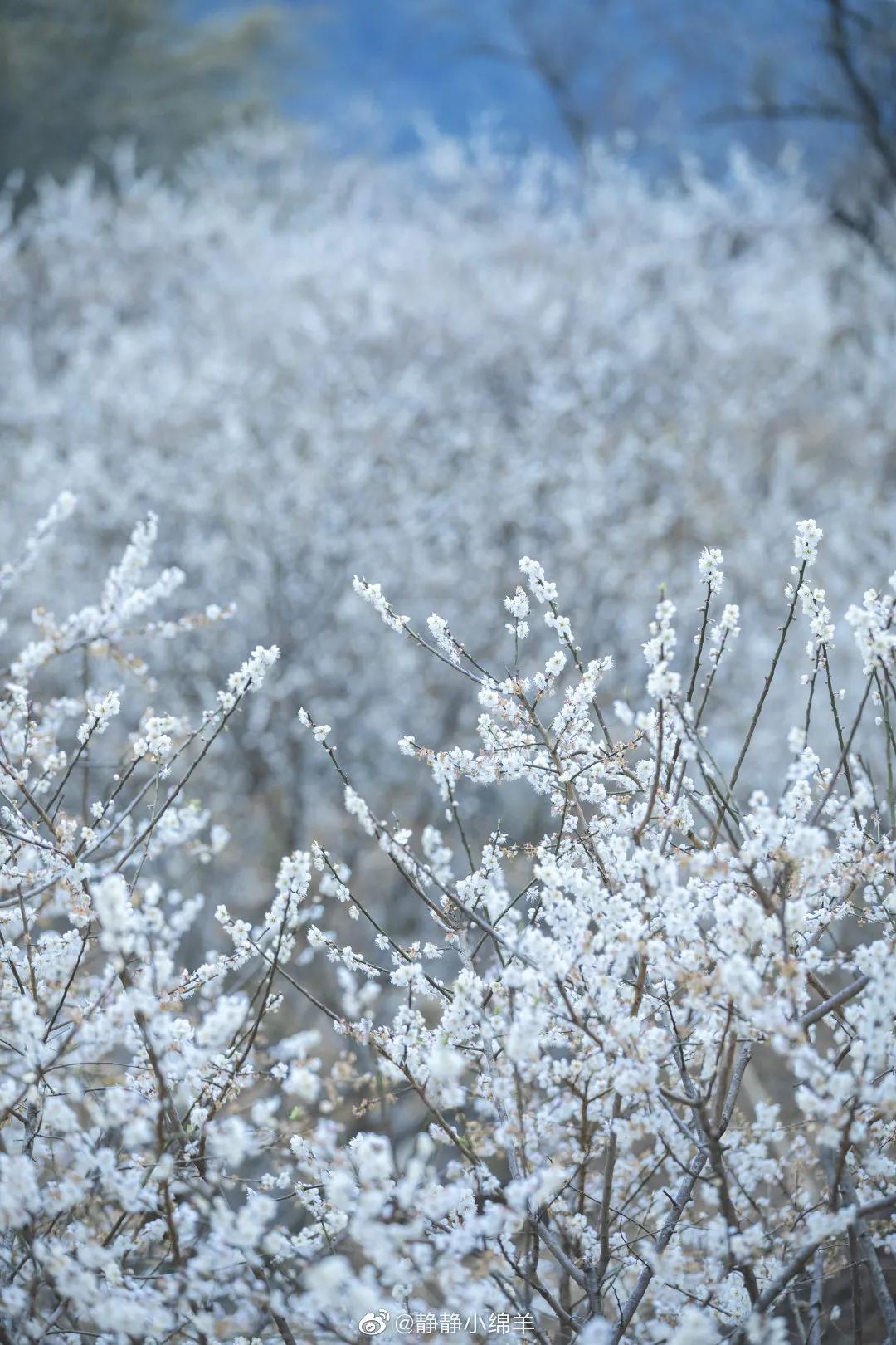 广州现在花开的季节,广州现在什么花开了