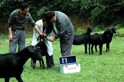 养什么山羊最赚钱又好养,新手养山羊怎么入门